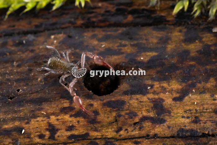 Pseudoscorpion (Neobisium muscorum ) - gryphea.org